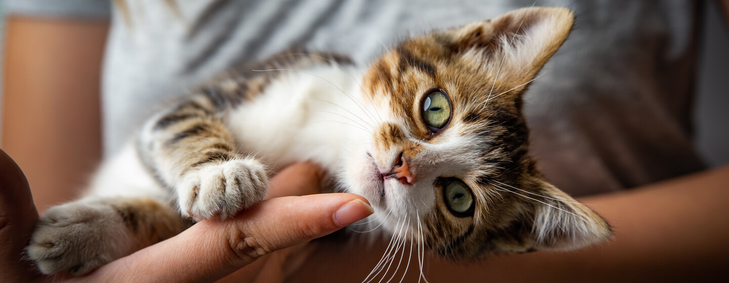 Home remedies for online ringworm in kittens